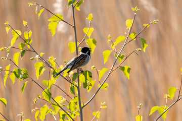Reed Bunting Resting ion a Small Tree