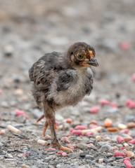 Young Chick Looking for Food