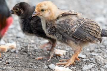 Young Chick's Looking for Food