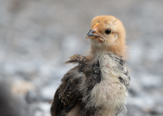 Young Chick Looking for Food