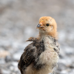 Young Chick Looking for Food