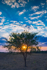 Obraz na płótnie Canvas pequeño árbol de algarrobo con el sol detrás al atardecer