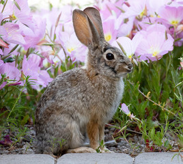 rabbit in the garden