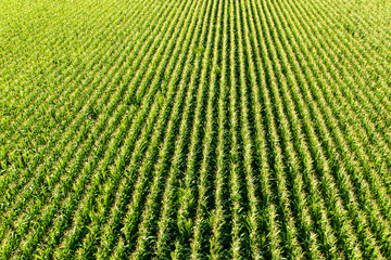 Aerial view of corn plantation