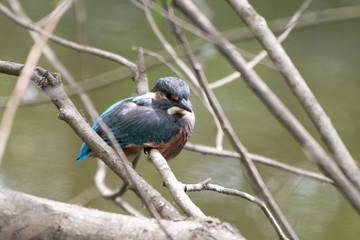 Kingfisher Resting on a Branch