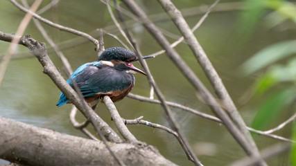 Kingfisher Resting on a Branch