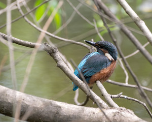 Kingfisher Resting on a Branch