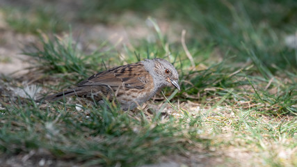 Adult Dunnock Searching for Food