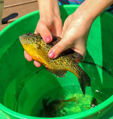 Pumpkinseed fish held by hands over green bucket