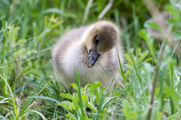 Young Greylag Gosling Resting in Tall Grass