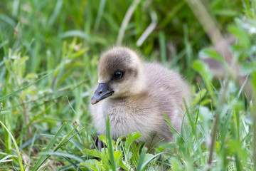 Young Greylag Gosling Resting in Tall Grass