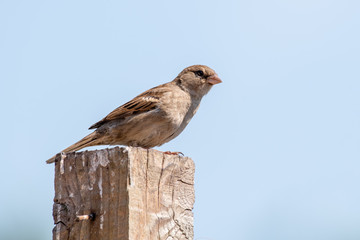 House Sparrow Perched on a Post