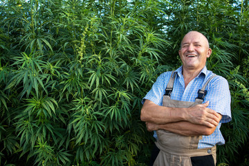 Successful production of cannabis plant. Portrait of smiling senior farmer with arms crossed...
