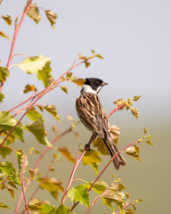 Reed Bunting Resting ion a Small Tree