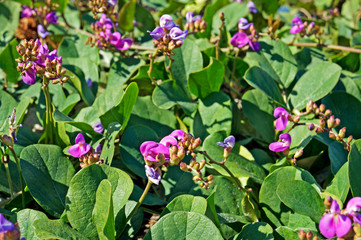 Beach bean flowers (Carnavalia rosea)