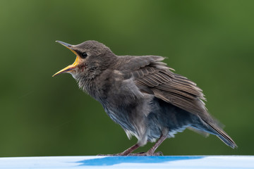 Young Starling Looking for Food