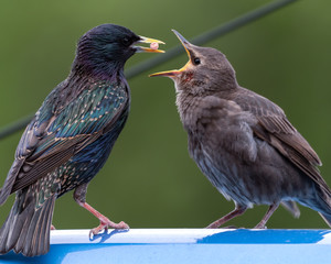 Adult Starling Feeding it's Young