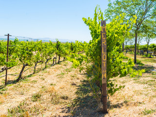 Fototapeta na wymiar Merlot grapes, vineyard, winery, wine