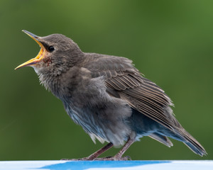 Young Starling Looking for Food