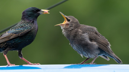 Adult Starling Feeding it's Young