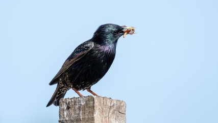 iridescent Starling Perched on a Post