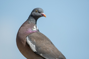 Close up Side profile Wood Pigeon