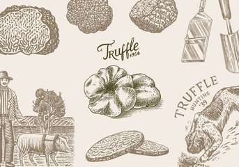 Truffles mushrooms background. Hog and Lagotto Romagnolo dog. Engraved poster or banner. Hand drawn vintage sketch. Ingredients for cooking food. Woodcut style. 