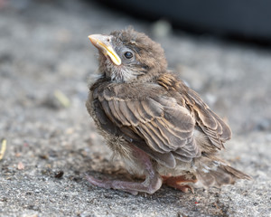 Fledgling House Sparrow on the Ground