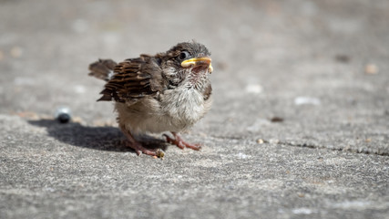 Fledgling House Sparrow on the Ground