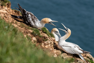 Juvenile and Adult Gannet's Fighting for Territory