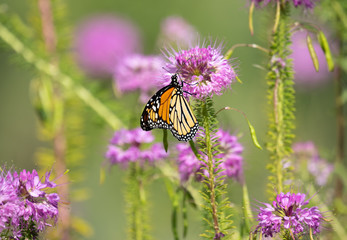 Monarch Butterfly
