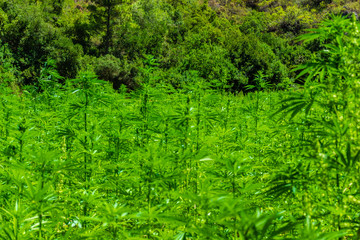 Wide plantation of marijuana in the Rif Mountains. This area makes Morocco be the world's top supplier of Cannabis.