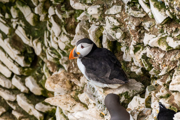 Atlantic Puffin Looking for a Nesting Site