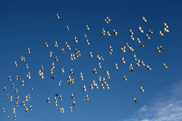 Flying flock of birds in high blue sky with few clouds in corner