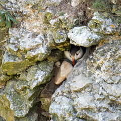 Atlantic Puffin Looking for a Nesting Site