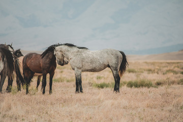 Wild mustangs in the Utah desert
