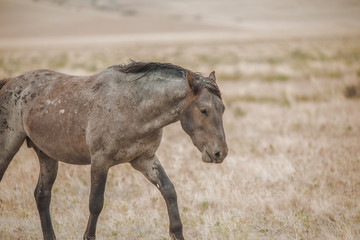 Wild mustangs in the Utah desert