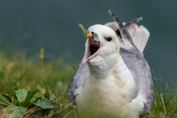 Fulmar with its Beak Open