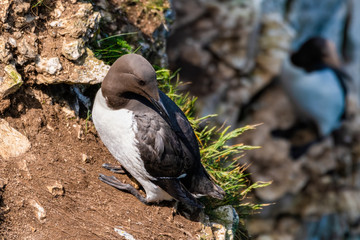 Guillemot Standing of the Cliff Edge