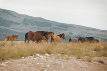 Wild mustangs in the Utah desert