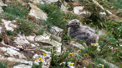 Young Herring Gull Chick Exploring its Surroundings