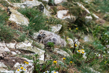 Young Herring Gull Chick Exploring its Surroundings