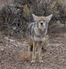 Coyote