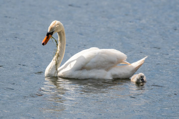 Adult Mute swan with its Cygnet