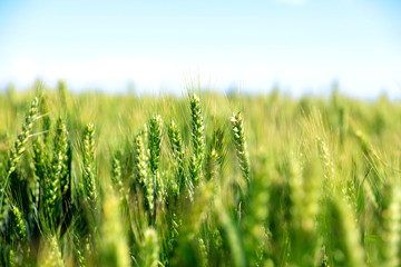 Fototapeta premium The green wheat fields