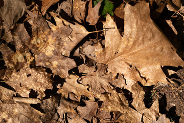 Closeup of brown oak leaves on the forest floor