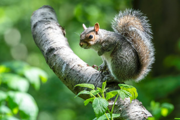 Grey Squirrel Sitting in a Tree