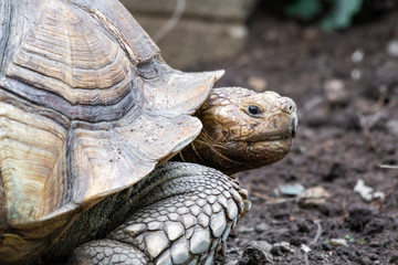 Old Large African Spurred Tortoise