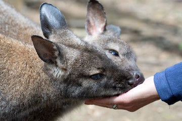Hand Feeding a Young Wallaby