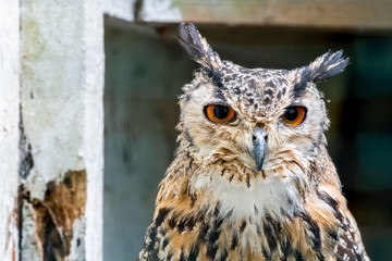 Eurasian Eagle Owl Portrait